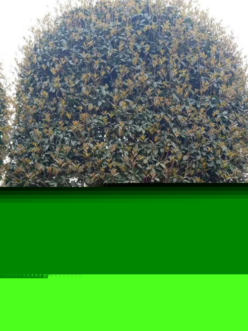 八月桂高分支產地直銷 工程綠化苗木的優質選擇