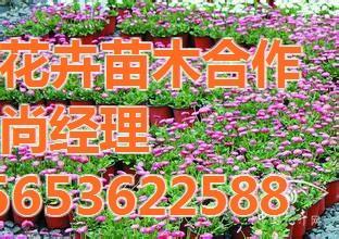 芳青花卉苗木 園林常用宿根花卉的優質供應商