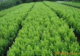 沭陽縣長樂綠化苗木場 苗木綠化與動物毛鬃產品全覽