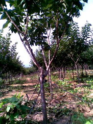 廣德鳳凰山櫻花基地 打造優質苗木產品，構筑多彩生態景觀